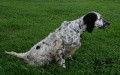 Setter Anglais RADENTIS GLORY Setter Anglais RADENTIS GLORY